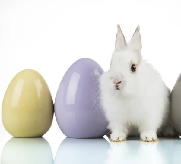 Conejo, Conejo y Pascua Huevo y fondo blanco — Foto de Stock