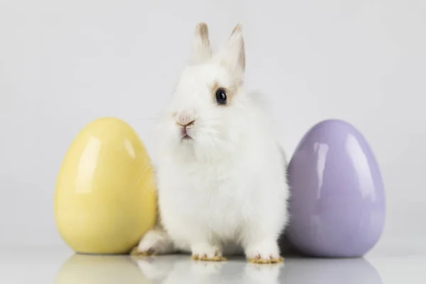 Fiesta de animales de Pascua, y huevos fondo blanco —  Fotos de Stock