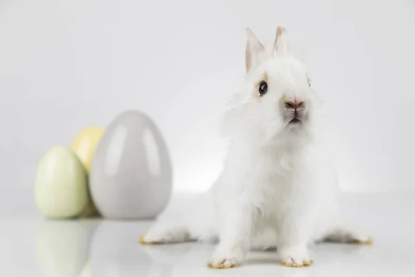 Pequeno bebê coelho e ovos de Páscoa, fundo branco — Fotografia de Stock