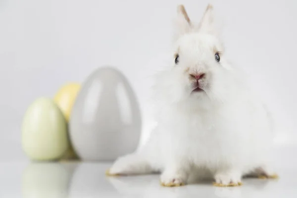 Pequeño conejo bebé lindo y huevos de Pascua, fondo blanco —  Fotos de Stock