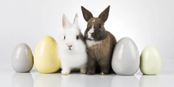 Pequeño conejo bebé y huevos de Pascua, fondo blanco — Foto de Stock