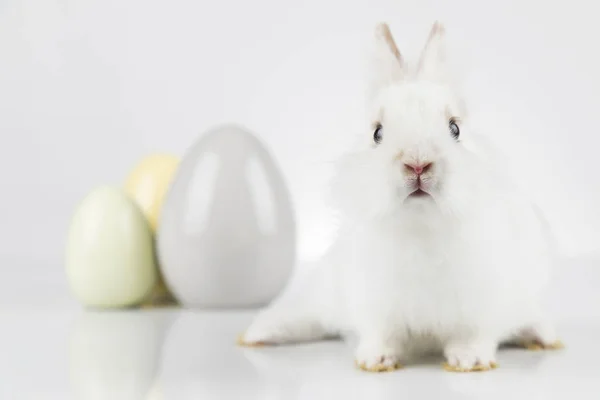 Πάσχα διακοπές των ζώων, και τα αυγά λευκό φόντο — Φωτογραφία Αρχείου