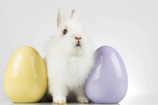토끼, 토끼 및 부활절 달걀과 흰색 배경 — 스톡 사진