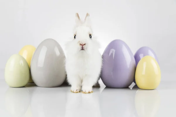 Petit Bebe Lapin Mignon Et Oeufs De Paques Fond Blanc Peu Symbole Stock Photo Petit Bebe Lapin Mignon Et Oeufs De Paques Fond Blanc Peu Symbole Stock Photo