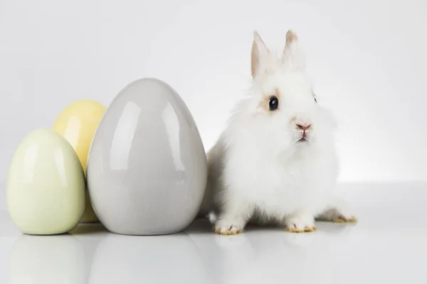 Petit Bebe Lapin Mignon Et Oeufs De Paques Fond Blanc Animaux Avril Stock Photo Petit Bebe Lapin Mignon Et Oeufs De Paques Fond Blanc Animaux Avril Stock Photo