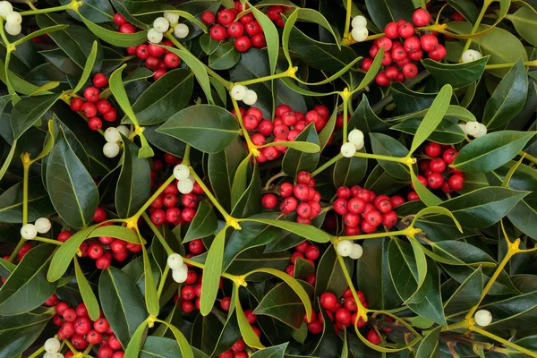 Inverno Bacca Agrifoglio Vischio Sfondo Biglietto Auguri Natalizio Tradizionale Festività — Foto Stock