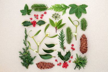 Doğal kış doğa çalışmada holly Karpuzu, ökse otu, sarmaşık, Sedir, defne, porsuk ve ardıç köknar yaprağı dal ile çam kozalağı benekli krem zemin üzerine. Üstten görünüm.