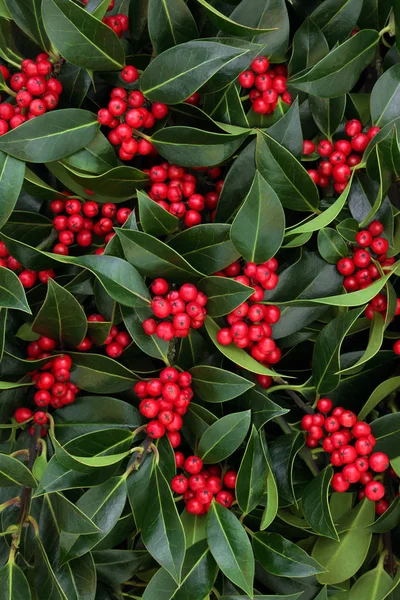 Зима Різдвяний Холлі Червоними Ягодами Утворюють Фон Ilex Aquifolium Традиційні — стокове фото