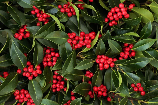 Winter Christmas Holly Berry Background Traditional Christmas Greeting Card Holiday — Stock Photo, Image