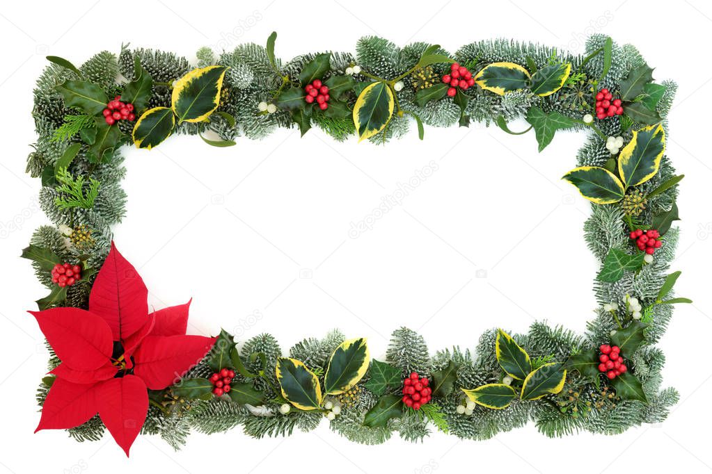Poinsettia flower border with snow covered spruce fir, holly, ivy and mistletoe isolated on white background. Thanksgiving and Christmas theme.