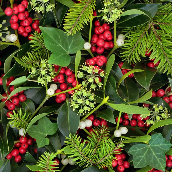 Natale Inverno Agrifoglio Edera Vischio Formando Uno Sfondo Biglietto Auguri — Foto Stock