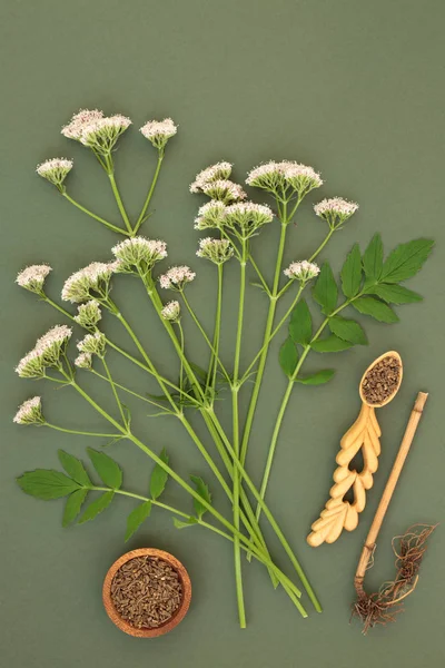 Racine Herbe Valériane Fleurs Sur Fond Vert Marbré Utilisé Phytothérapie — Photo