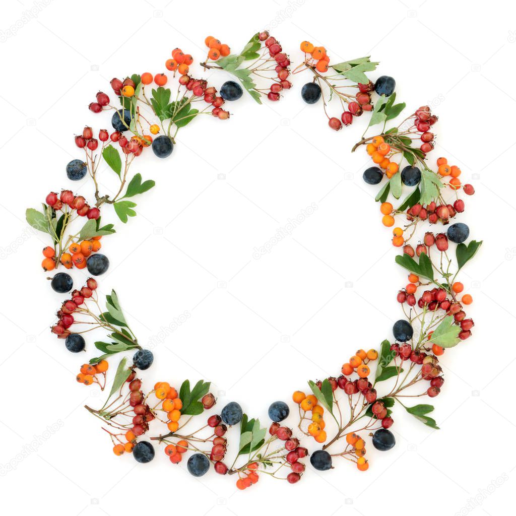 Abstract autumn berry wreath with blackthorn, hawthorn and rowan berries on white background with copy space.