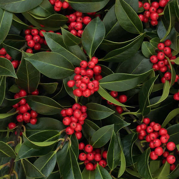 Winter Stechpalme Hintergrund Mit Roten Beeren Ilex Aquifoliaceae Traditioneller Weihnachtlicher — Stockfoto