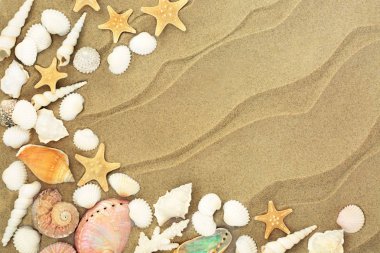 Deniz kabuğu Plajı kum zemin üzerine deniz yıldızı, mercan, abalone, salyangoz, cockle ve turritella kabukları ile.