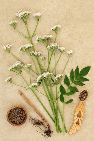 Kruid Valeriaan Bloemen Hennep Papier Achtergrond Alternatieve Traditionele Kruidengeneeskunde Gebruikt — Stockfoto