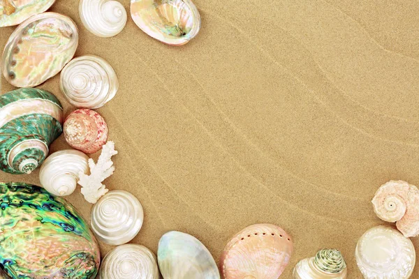 Seashell selection with mother of pearl shells and coral on beach sand with copy space,