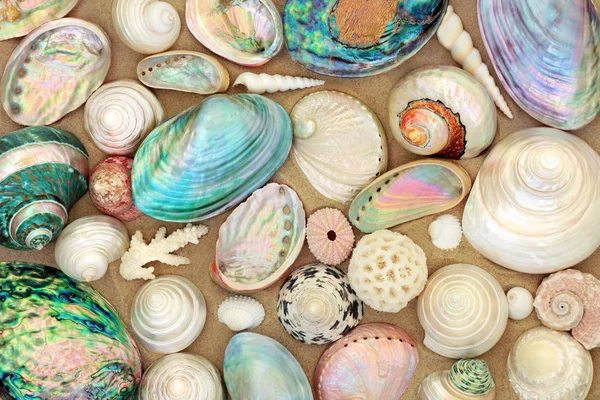 Large Seashell Selection Beach Sand — Stock Photo, Image
