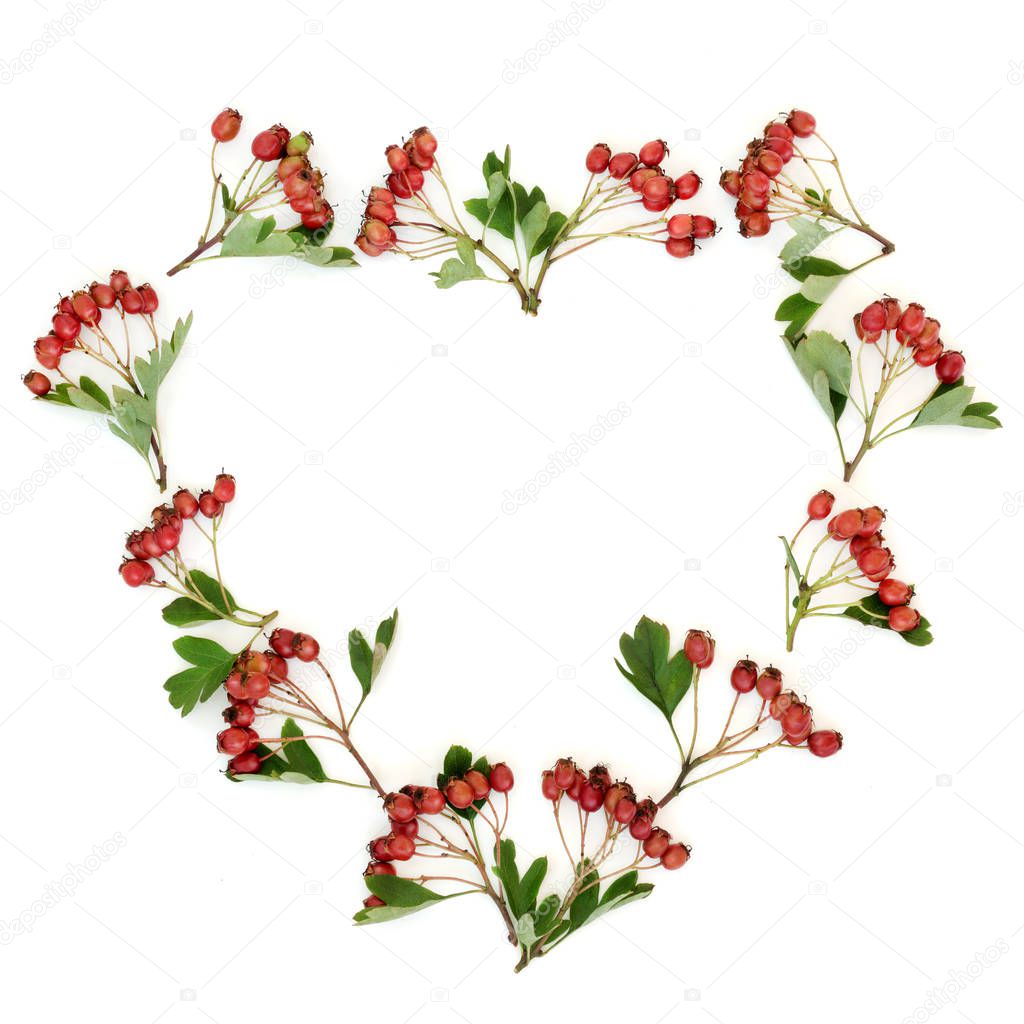 Heart shaped hawthorn berry wreath on white background. Used in herbal medicine to lower blood pressure, improve circulation and help with cardiovascular problems. Very high in antioxidants and viatmin c.