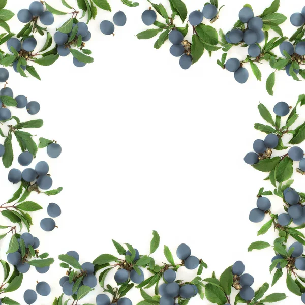 Sloe Berry Borda Abstrata Fundo Branco Com Espaço Cópia Também — Fotografia de Stock