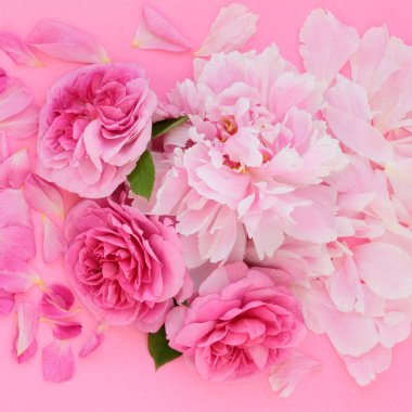 Çiçek gül ve peonies flowerheads ve aynı zamanda bitkisel ve naturaopathic Tıpta kullanılan yaprakları yaz. Üstten Görünüm, düz pembe arka plan üzerinde yatıyordu.