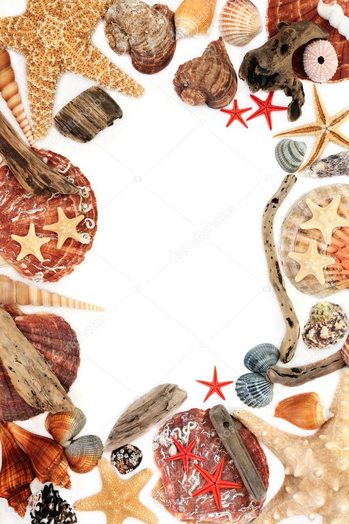 Abstract seashell and driftwood background border on white with copy space. Top view.