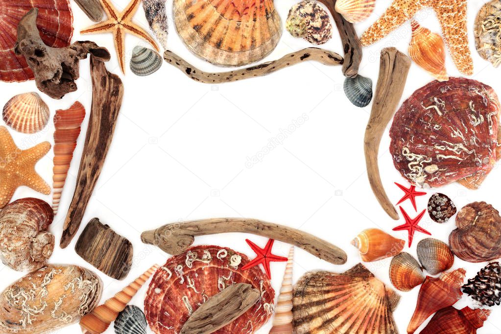 Driftwood and seashell abstract background border on white with copy space.