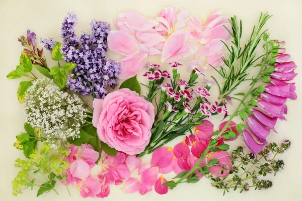 Kräuter Und Blumen Die Der Natürlichen Und Chinesischen Kräutermedizin Auf — Stockfoto