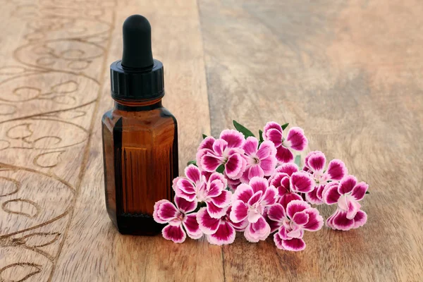 Dianthus Flores de hierbas — Foto de Stock