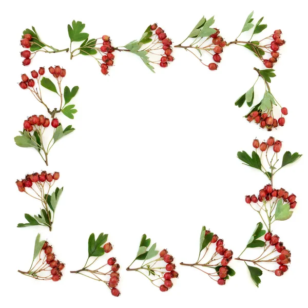 Galagonya Berry Border — Stock Fotó