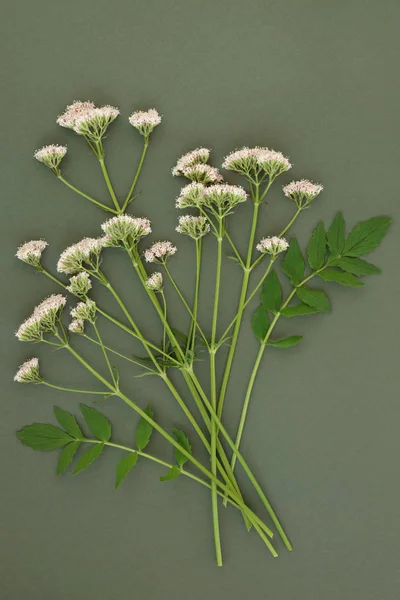 Valerian Herb Flowers — Stock Photo, Image