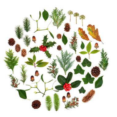 Kış Flora ve Fauna Soyut