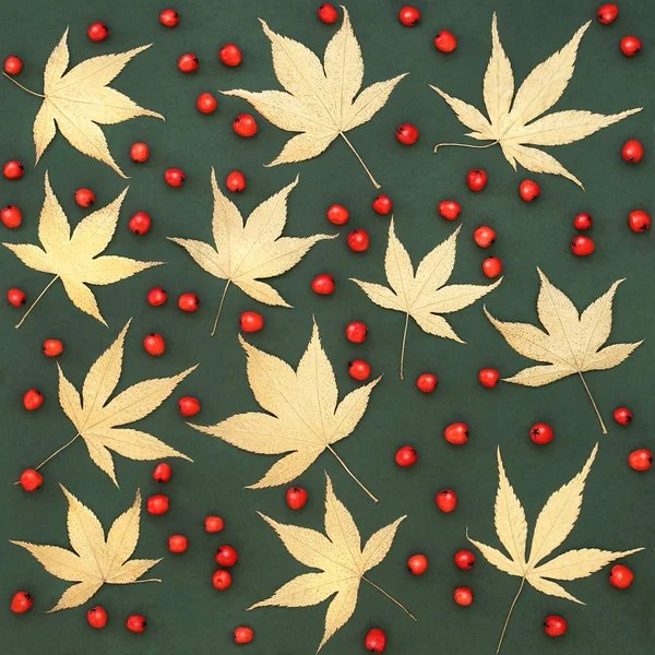 Folhas Acer e fundo de baga vermelha — Fotografia de Stock