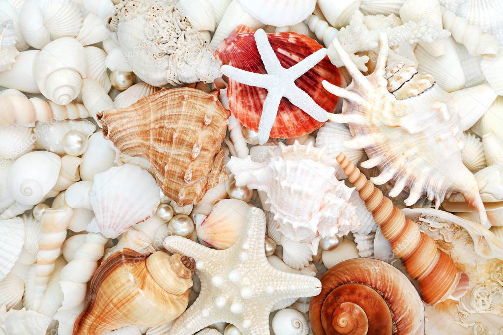 Seashell Abstract Background
