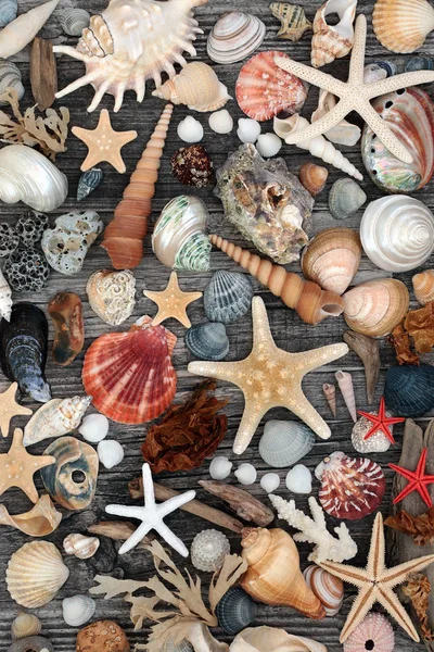 Seashell y algas marinas de madera a la deriva Resumen —  Fotos de Stock