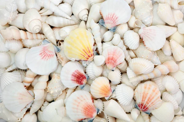 Seashell Abstract Background — Stock Photo, Image