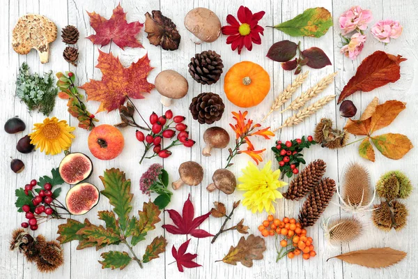 Höstens natur studie — Stockfoto