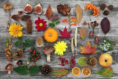 Nature composition in Autumn for botanical study with food, flora and fauna on rustic wood background. Top view. Harvest festival theme. clipart