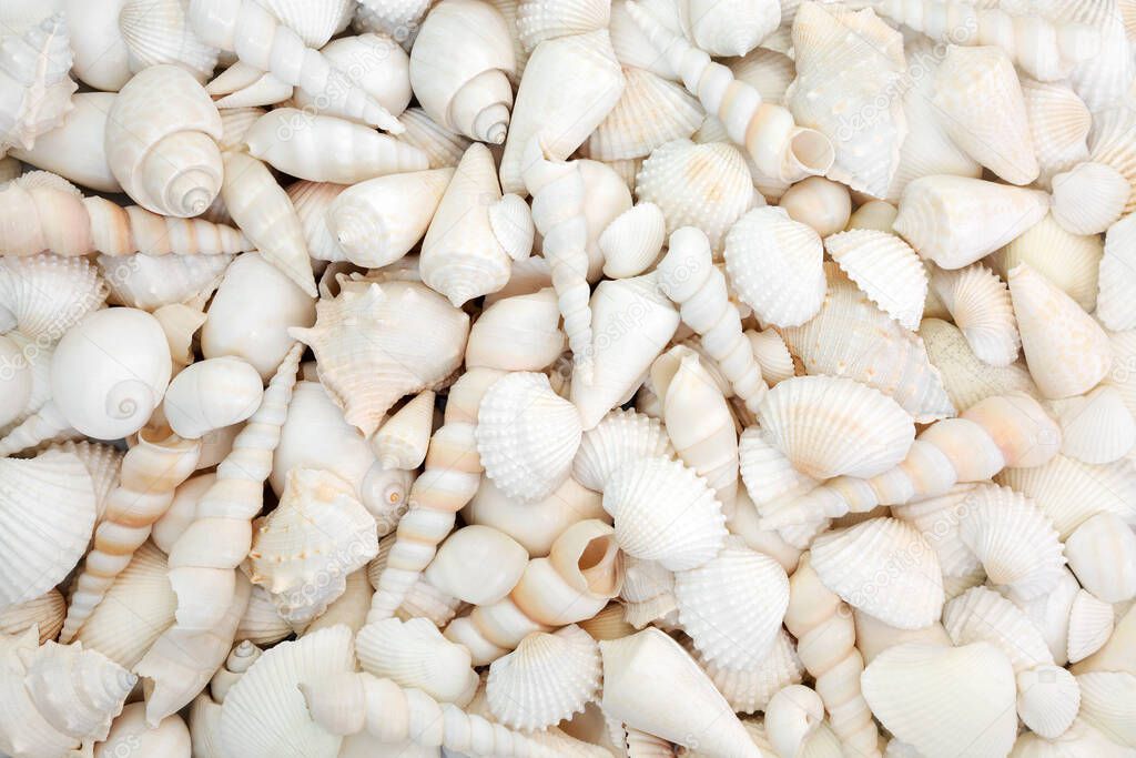 White seashell selection forming an abstract background.