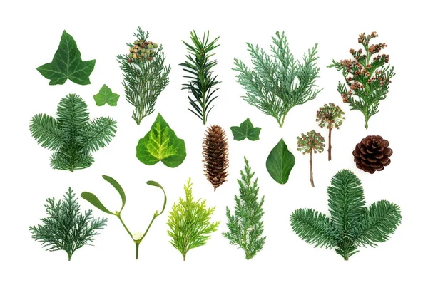 Naturlig Vintergrönska Med Flora Fauna Murgröna Mistel Cedercypress Gran Idegran — Stockfoto