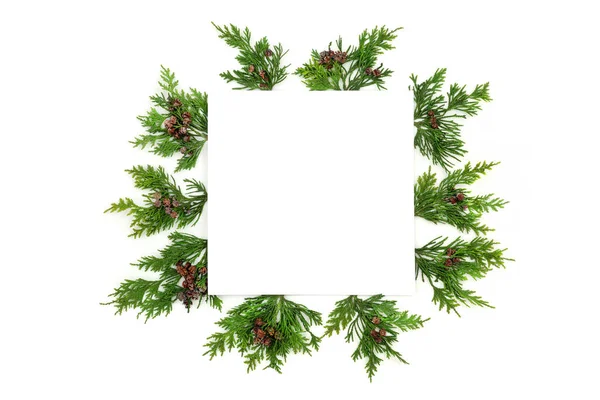 Cedar Cypress Leylandii Fir Winter Background Border White Copy Space — Stock Photo, Image