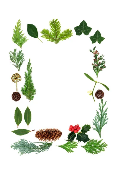 自然の冬の背景の境界線 ホリーとクリスマス 新年の緑 ミステリー 白の松のコーン ホリデーシーズンのための環境に優しい組成 — ストック写真