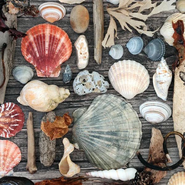 Seashell Madera Deriva Guijarros Algas Fondo Abstracto Madera Rústica —  Fotos de Stock
