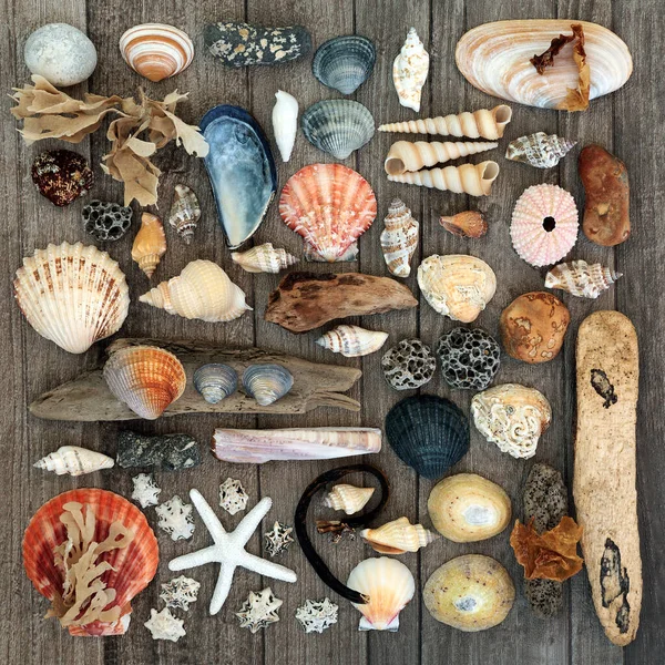 Seashell Driftwood Pebble Seaweed Abstract Background Rustic Wood Treasure Sea — Stock Photo, Image