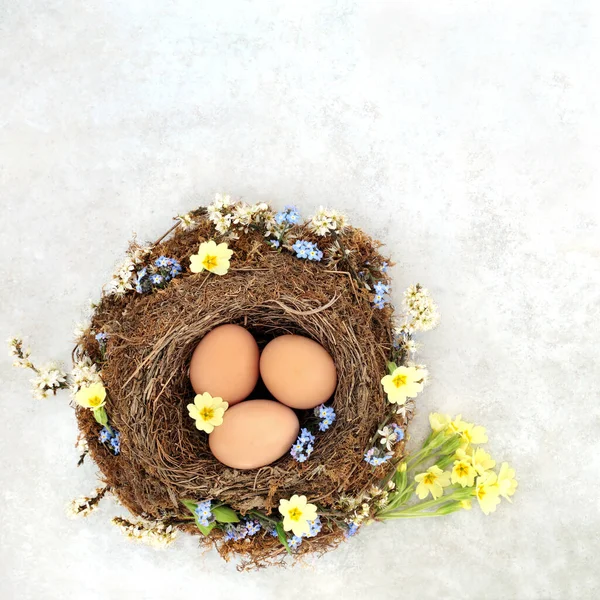 Świeże Brązowe Jajka Śniadanie Naturalnym Gniazdzie Ptaków Wiosennym Pierwiosnkiem Zapomnij — Zdjęcie stockowe