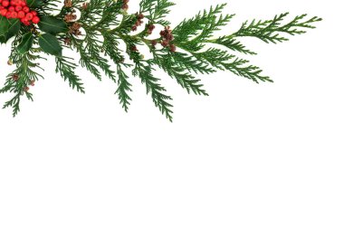 Kış çobanpüskülü ve selvi arka plan sınırı beyaz arkaplanda. Yeni yıl için doğal yeşillik tasarımı. Düz konum, üst görünüm, kopyalama alanı. 