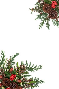 Noel ve yeni yıl çiçekleri kutsal, ökseotu, sedir selvası, çam kozalakları ve beyaz meşe palamudu ile sınırlandırılır. Tatil sezonu için şenlikli bir arka plan. Düz yatış, üst görünüm.