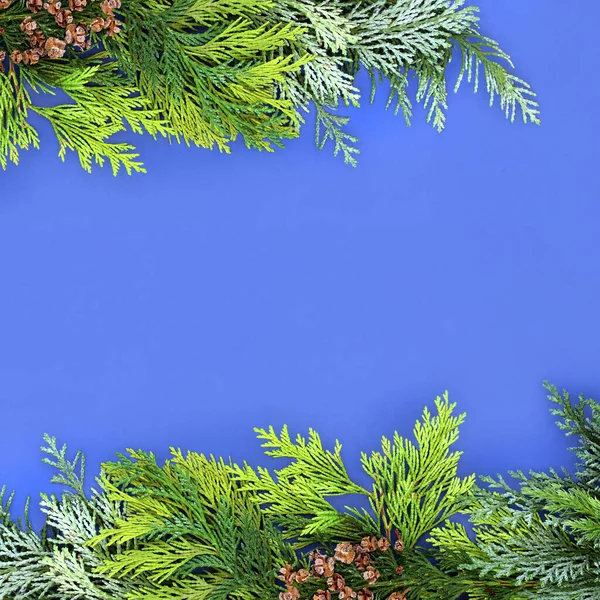 Cedar Cypress Leylandii Jałowiec Jodła Granica Tła Niebiesko Zimowa Scena — Zdjęcie stockowe