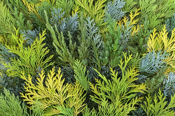 Cedar Cypress Leylandii Gran Enbär Blad Bildar Abstrakt Bakgrund Vinter — Stockfoto