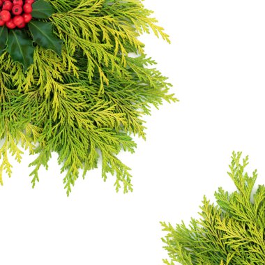 Beyaz arka planda Holly & sedar leylandii köknar sınırı. Kış için doğal bitki örtüsü, Xmas & Yeni Yıl sezonu. Boşluğu kopyala.